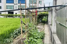 “家门口变了样，生活更幸福！”来看金山这个村的新样貌→图片
