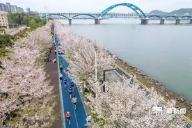 在钱塘江畔来一场浪漫“樱花跑”图片