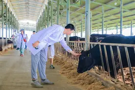 品尝海垦和牛顶级风味 全国网媒行走进海垦幸福牛场图片