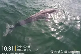青岛五四广场海域一海豚被渔网缠身，获救后甩尾“感谢”图片