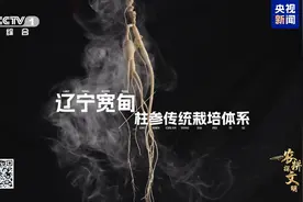 神奇的石柱参，是怎么种出来的？图片
