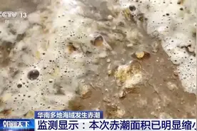 华南多地海域发生赤潮，数月后还将爆发夜光藻图片