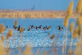 新疆克拉玛依市年均降水量仅119毫米，年均蒸发量达2300毫米以上 攻坚克难 创建成为国家节水型城市图片