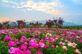 第八届方城牡丹花节4月12日开幕图片