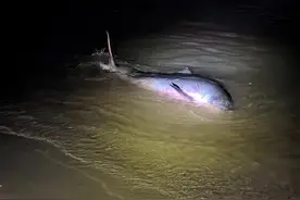 福建海警成功救助搁浅灰海豚，系国家二级保护动物图片