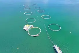 青海：传统渔业数智化升级 让三文鱼走向世界图片