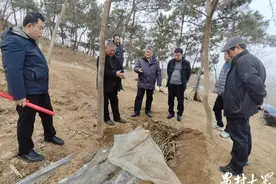 山东食用菌生产调查（下）|有“蘑”有样，成绩不俗！图片