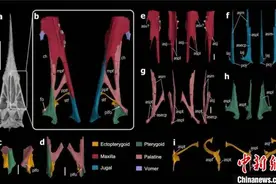 翼龙头骨如何演化？古生物学家通过三维重建最新研究揭秘图片