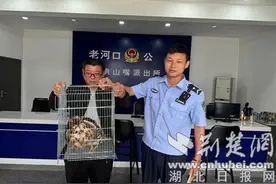 老河口警民接力救助受伤凤头鹰图片