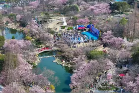 樱花烂漫引客来图片
