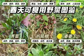 尝“鲜”莫尝“险”！老人挖野菜迷路 还好有他们……图片