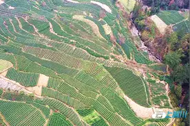湖北利川：早春茶新鲜出炉图片