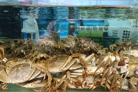 昆明海鲜市场大闸蟹热销，江苏精品大闸蟹最大的180-190元/公斤图片
