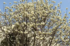 玉兰花开啦！快来醉白池赏花→图片
