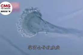 肺部竟然“发霉”了！多人中招，它可能就在你家里图片