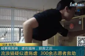 沪上知名公园流浪猫被虐！获救之后，新问题又来了……图片