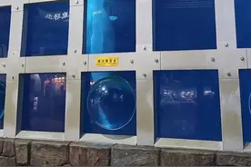 北京海洋馆白鲸长时间凄厉尖叫被担忧有健康问题，专家：是否属“刻板行为”需综合判断图片