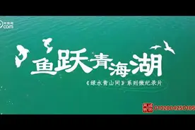 绿水青山间｜鱼跃青海湖图片
