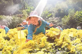 金丝皇菊迎丰收图片