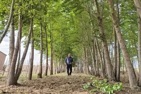 古稀老人半个世纪的绿色坚守图片