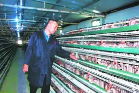 【乡村振兴在青海】小鹌鹑变身“金凤凰”图片