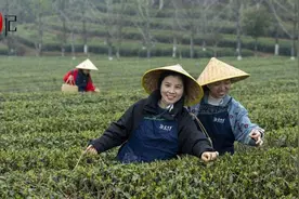 亲烹岳麓茶，慢煮光阴五千年图片