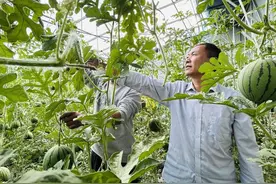 潍坊援藏：技术助力高原特色农业发展图片