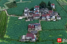 莲藕飘香丰收景  盛夏时节采藕忙图片