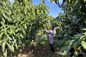 科学控花 助力晚熟芒果增产增收图片