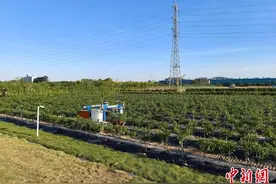 广州黄埔名优产品亮相农交会 签约总投资超12亿元图片