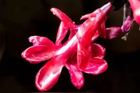 家里的双色蟹爪兰开花了图片