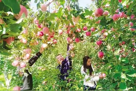 临夏县：“苹”添秋色美 果香惹人醉图片