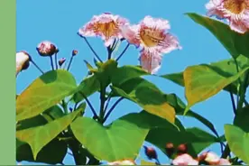 假日书房｜巴金：理想不抛弃苦心追求的人图片