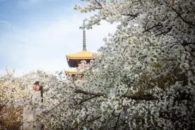 “赏花经济”带动文旅市场春潮涌动图片