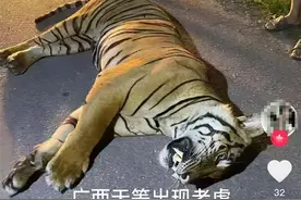 照谣镜｜广西一地辟谣“出现老虎”：假的，系小型猫科动物图片