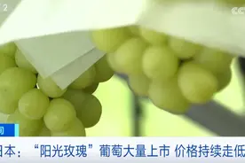 日本“阳光玫瑰”葡萄价格大降！出口量暴跌！啥情况？图片
