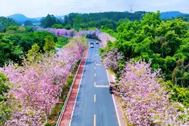 春天来鹤山龙口，一起走进“花花世界”图片