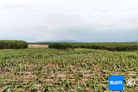 全力做好灾后理赔工作！昌江发放首批农业保险理赔款325.03万元图片