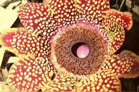 普洱市发现珍稀寄生花 生物多样性保护再添新成果图片