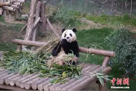 定了！旅韩大熊猫“福宝”4月3日回国，将用特殊车辆运送图片