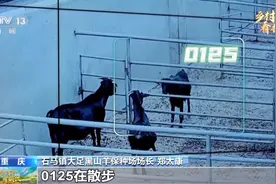 管家式服务+专属“身份证” 这样的养羊方式你见过吗？图片
