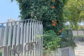 杭州一棵500年老樟树火了 攀援的凌霄花下，它曾是航空标识树图片