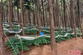 中新健康丨云南文山研发三七良种和新品种13个 累计推广种植3万亩图片