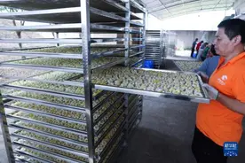 浙江桐乡：杭白菊产业助力乡村振兴图片
