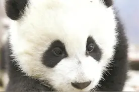 科普 | 大熊猫的外形特征图片