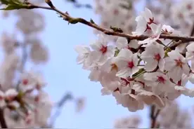 山西太原：樱花绽放美如画图片