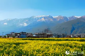 早春二月 在大理见证雪与花的浪漫邂逅图片