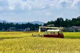 鹤峰千金村：葛稻共生 富民兴村新画卷图片