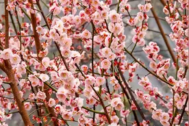 花开花落花有时，泉城梅花进入最后观赏期图片