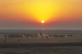 麋鹿“归巢”：东洞庭湖湖洲湿地的幸福重逢图片